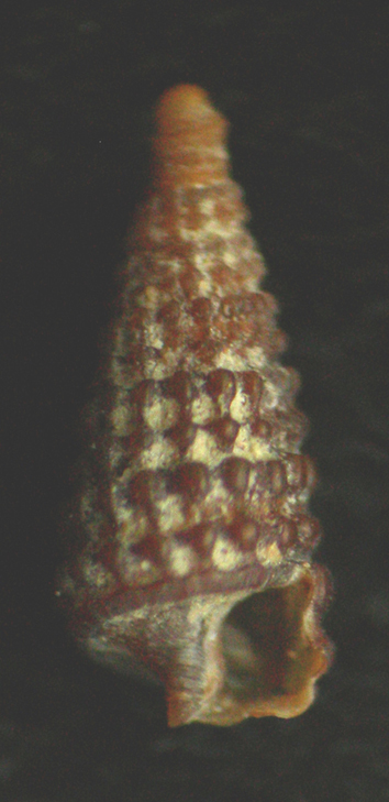 Dizoniopsis concatenata